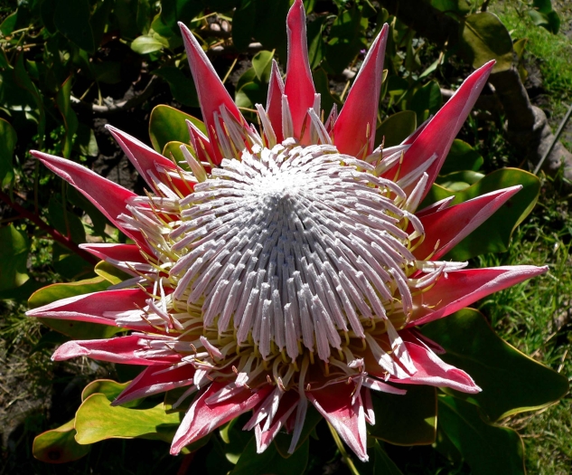 Protea cynaroides image
