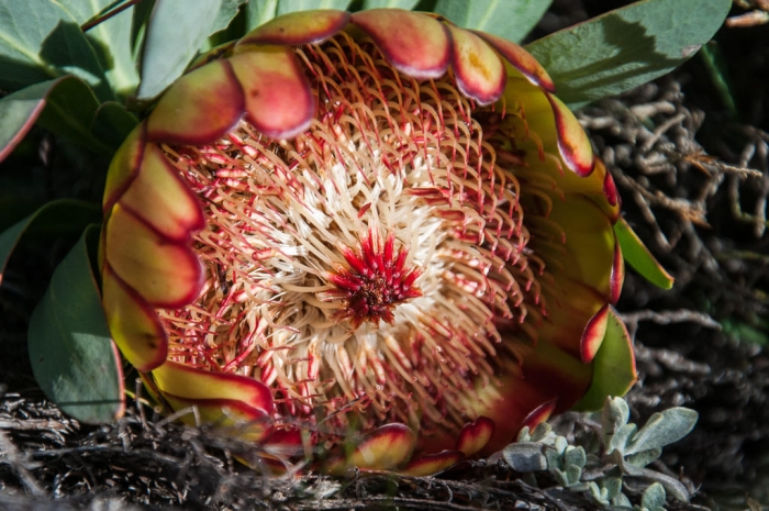 Protea effusa image