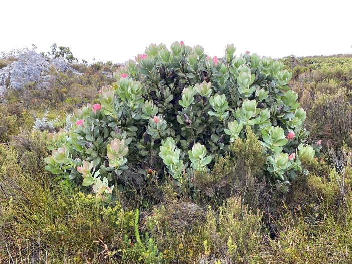 Protea grandiceps image