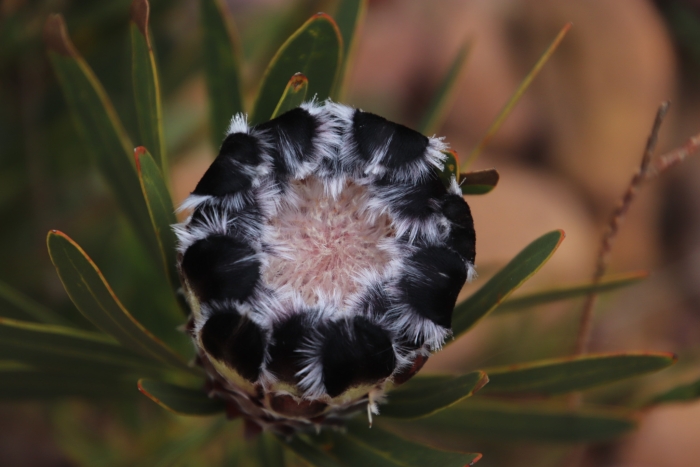 Protea lepidocarpodendron image