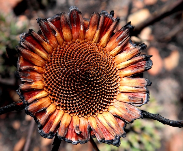 Protea lorifolia image