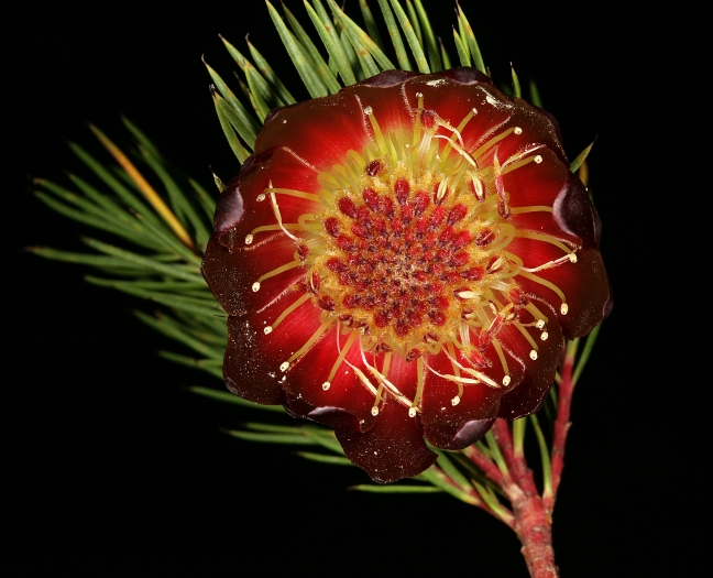 Protea nana image