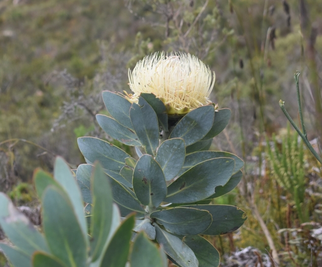 Protea nitida image