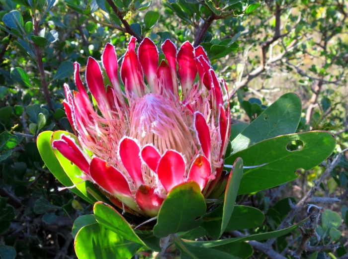 Protea obtusifolia image