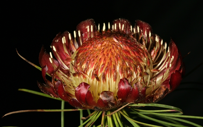 Protea pityphylla image