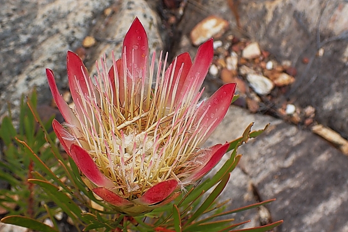 Protea repens image