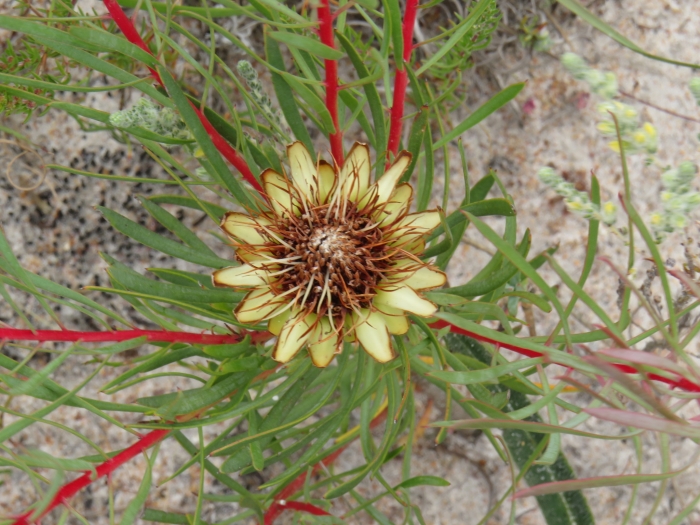 Protea scolymocephala image