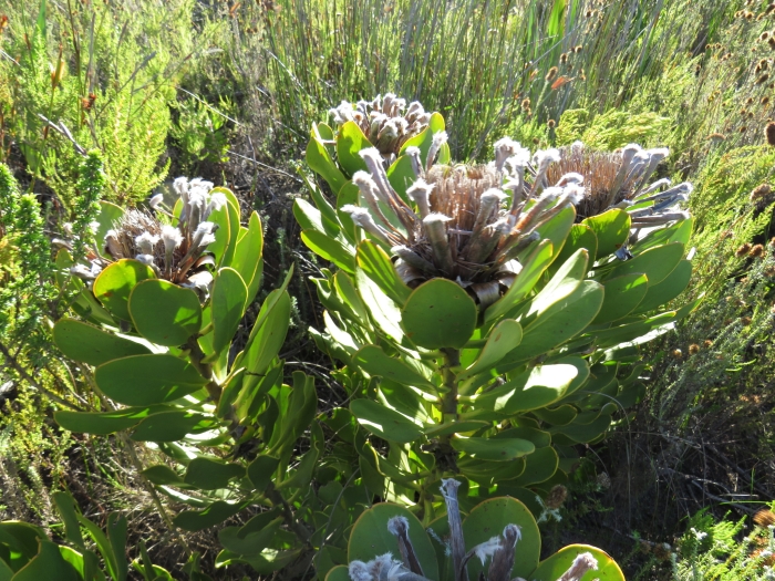 Protea speciosa image