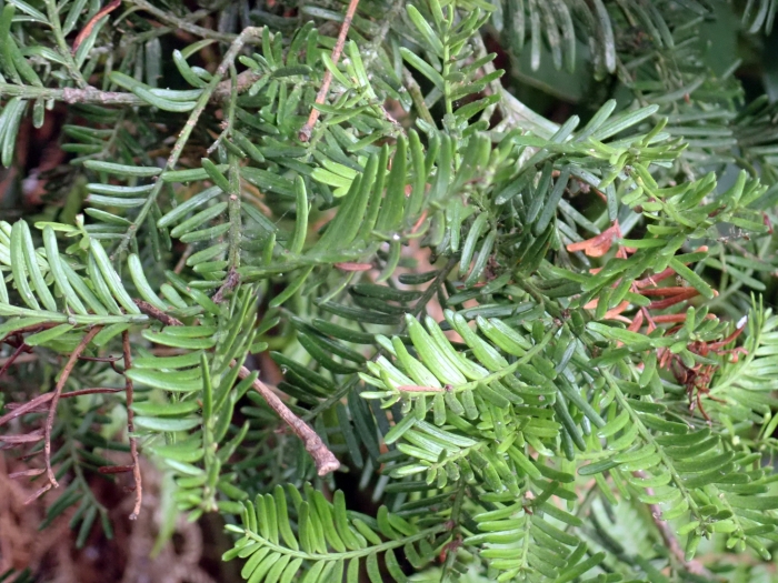 Prumnopitys taxifolia image