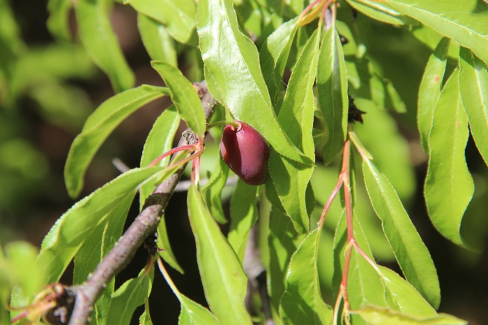 Prunus angustifolia image