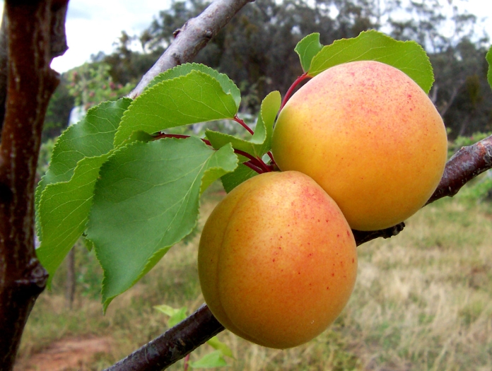 Prunus armeniaca image