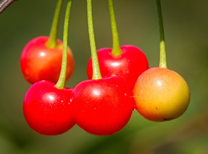Prunus avium image