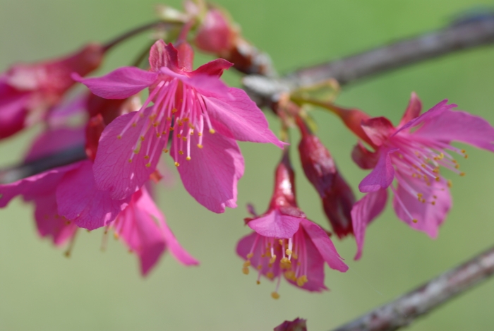 Prunus cerasoides image