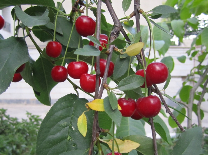 Prunus cerasus image