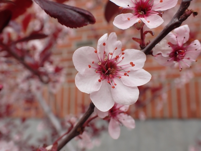 Prunus ×cistena image