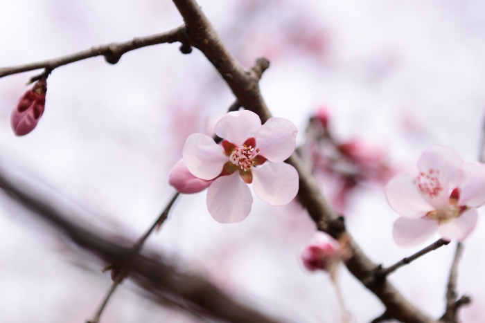 Prunus davidiana image