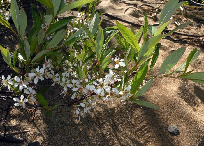 Prunus pumila var. depressa image
