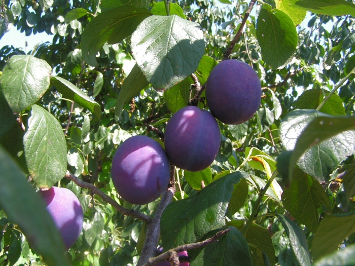 Prunus domestica image