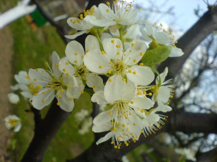Prunus domestica subsp. pomariorum image