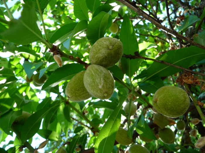 Prunus dulcis image