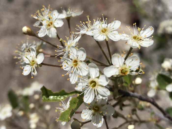 Prunus emarginata image
