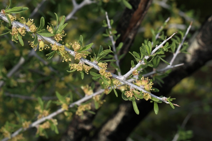 Prunus fasciculata image