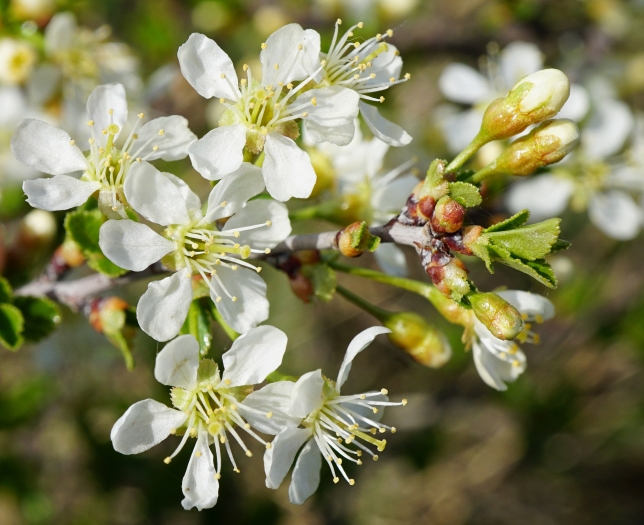 Prunus fruticosa image