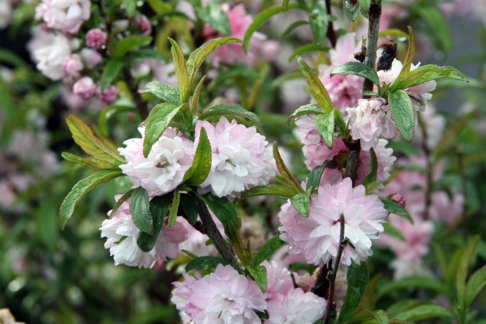 Prunus glandulosa image