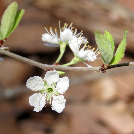 Prunus gracilis image