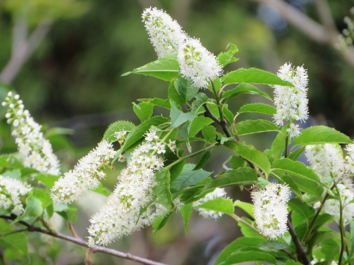 Prunus grayana image