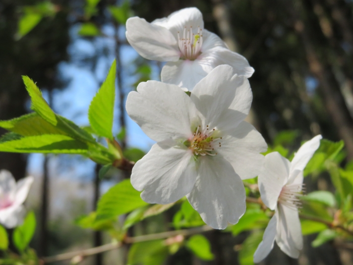 Prunus jamasakura image