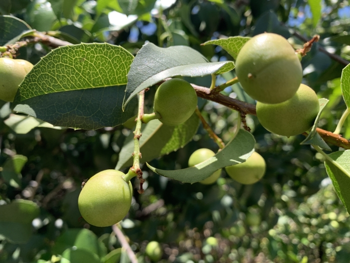 Prunus lyonii image