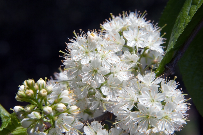 Prunus maackii image