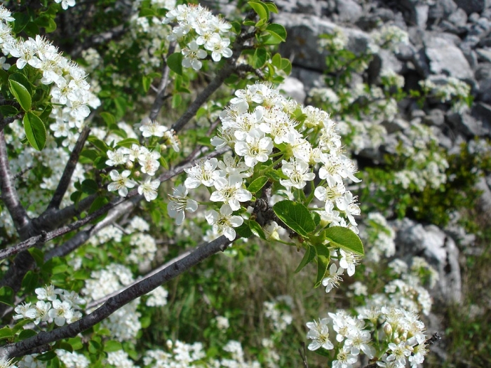 Prunus mahaleb image