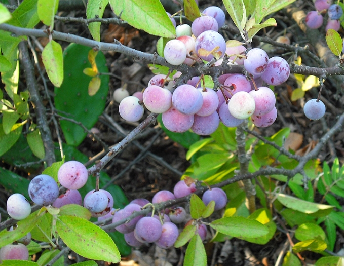 Prunus maritima image