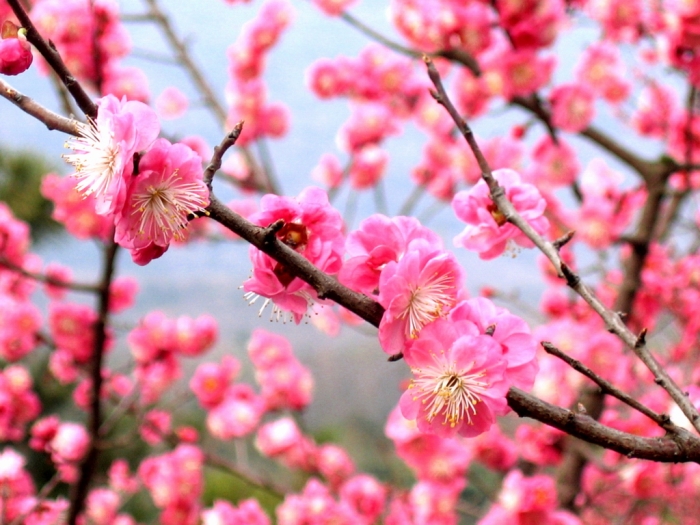 Prunus mume image