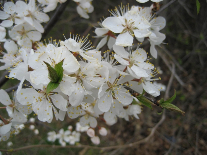 Prunus nigra image