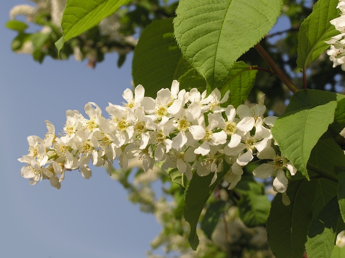 Prunus padus image