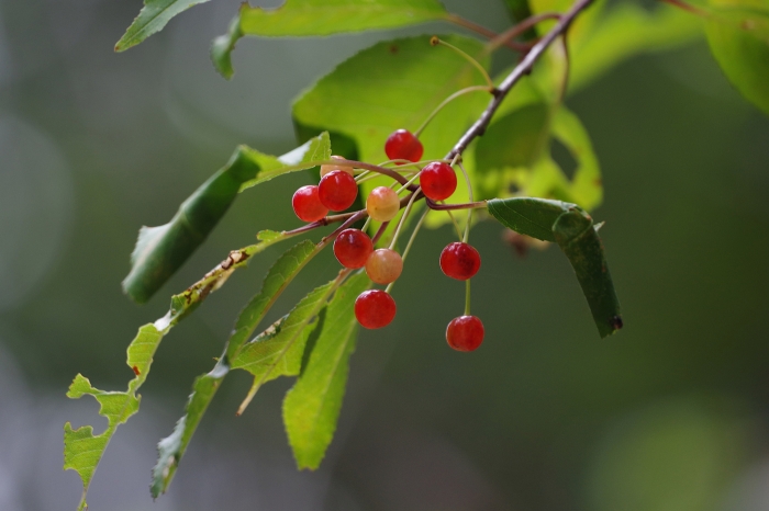 Prunus pensylvanica image