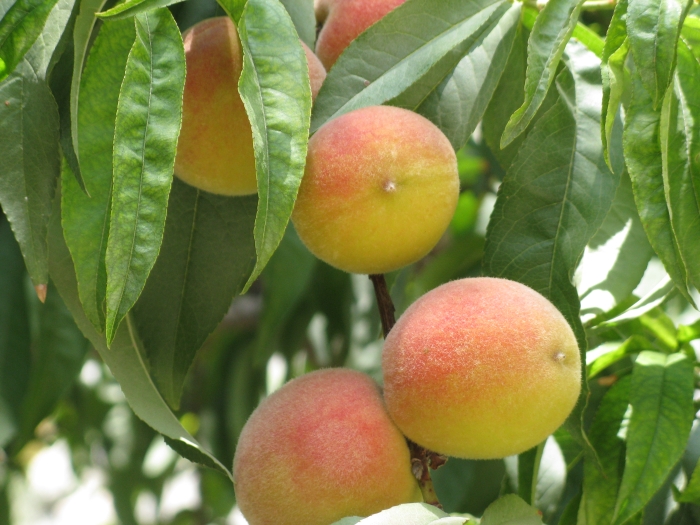 Prunus persica image