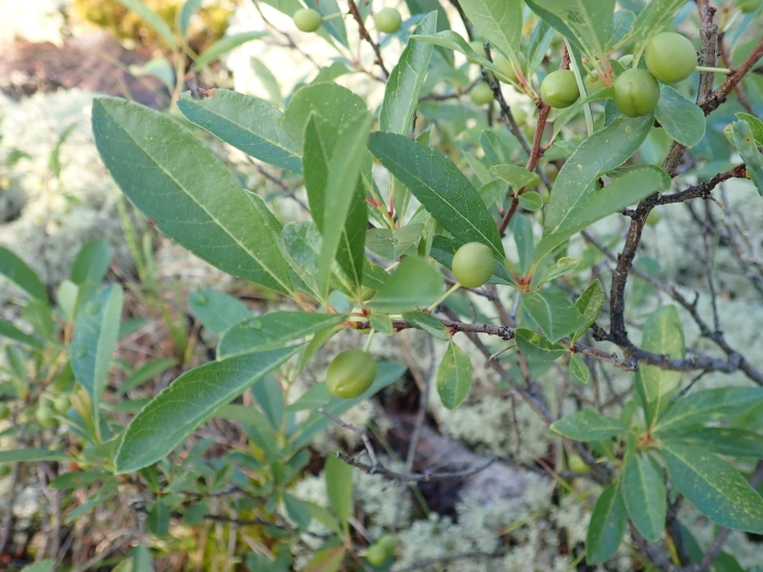 Prunus besseyi image