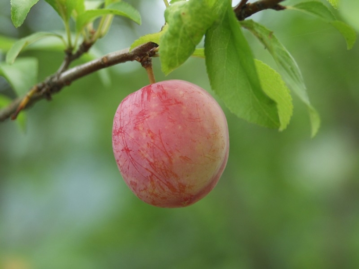 Prunus salicina image