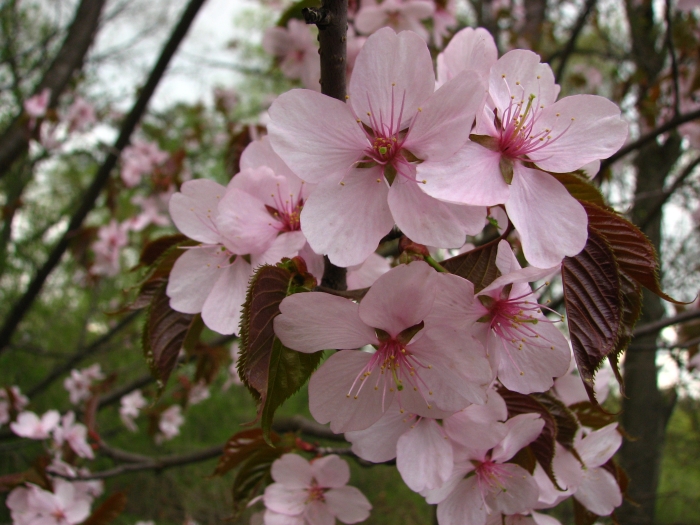 Prunus sargentii image