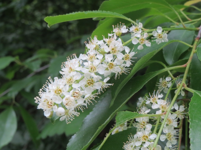 Prunus serotina image