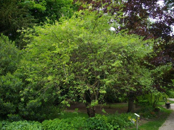 Prunus serrula image
