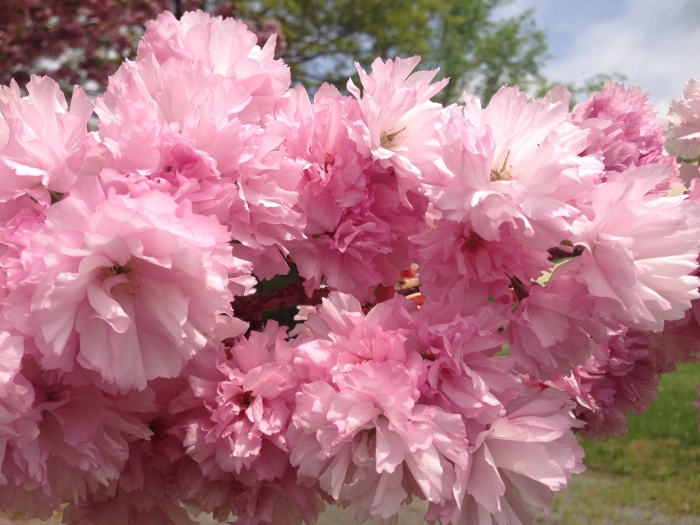 Prunus serrulata image
