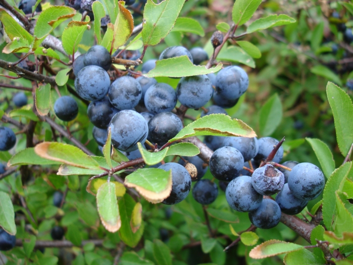 Prunus spinosa image