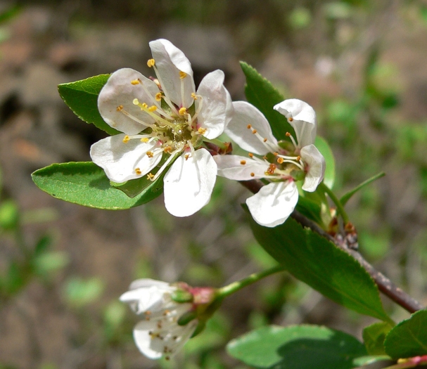 Prunus subcordata image