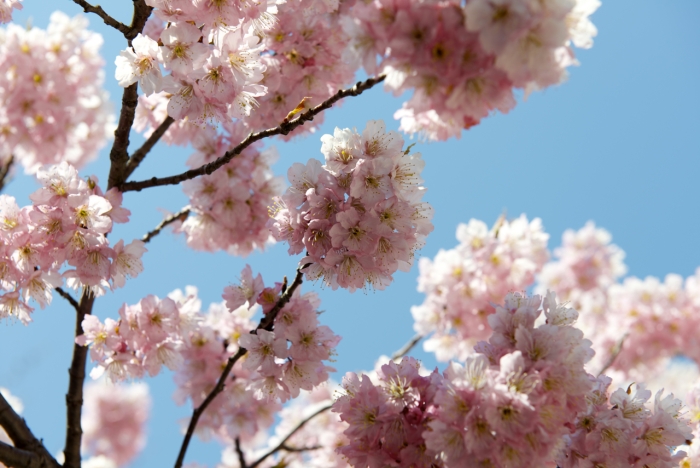 Prunus subhirtella image