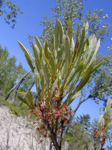 Prunus susquehanae image
